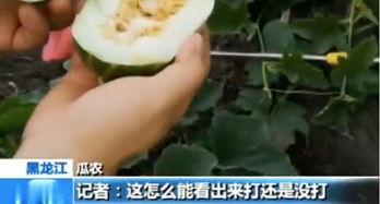 山东临沂的吃瓜,瓜果飘香，尽享田园美味  第1张