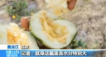 山东临沂的吃瓜,瓜果飘香，尽享田园美味  第2张