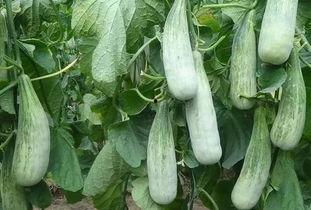 山东临沂的吃瓜,瓜果飘香，尽享田园美味  第3张