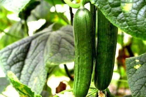 每天吃瓜安全吗,健康生活新选择  第2张