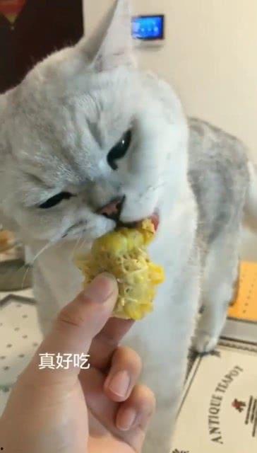 我给宿敌揣崽崽 吃瓜,揣崽崽吃瓜，一场爆笑的育儿大战！