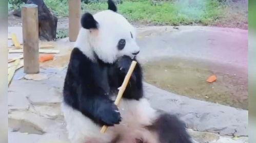 熊猫吃竹笋带你吃瓜,跟随熊猫脚步，探寻美味瓜果之旅  第2张