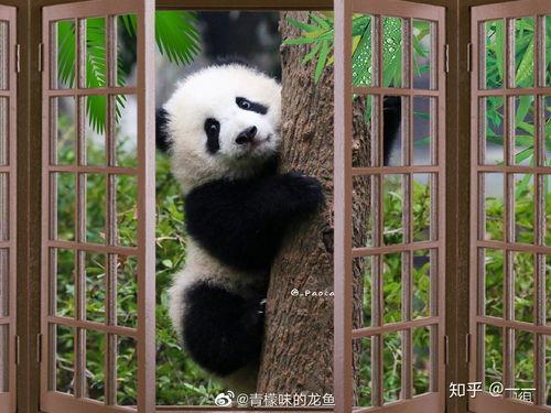 熊猫吃竹笋带你吃瓜,跟随熊猫脚步，探寻美味瓜果之旅  第3张