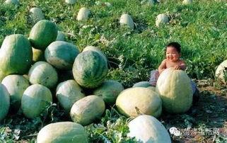 29吃瓜  第3张