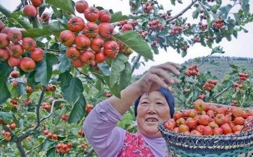 农村公婆吃瓜图片