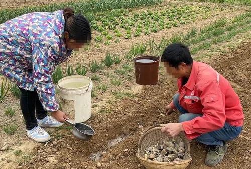 农村公婆吃瓜图片  第2张