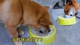 狗狗陪主人吃瓜,狗狗与主人共享夏日清凉时光  第3张