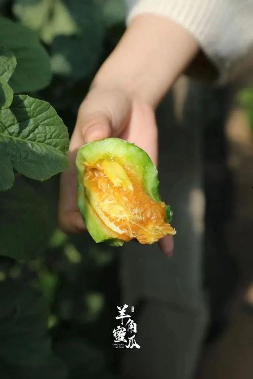 孕妇可以吃羊角蜜瓜,羊角蜜瓜，孕妇的甜蜜选择  第3张