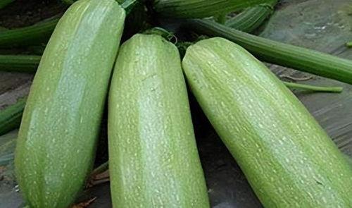秋瓜能怎么吃,探索秋瓜的多样食用方式  第3张