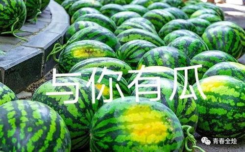 陕西人吃瓜呢