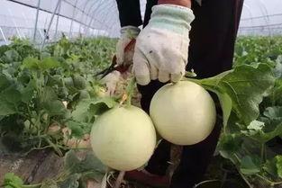 陕西人吃瓜呢  第3张