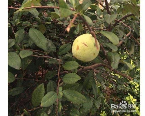 户外籽瓜怎么吃,户外籽瓜的多样食法探索  第3张