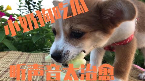 吃瓜小小狗,揭秘娱乐圈背后的那些事儿  第3张