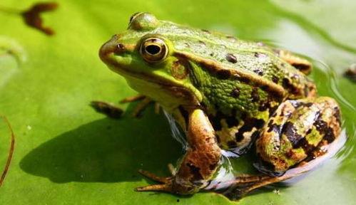 吃瓜青蛙精,揭秘神秘生物的奇幻传说