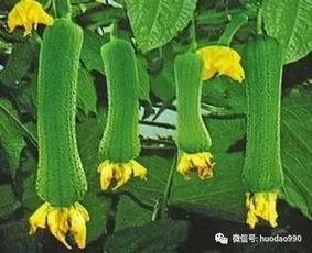 三人吃瓜视频,欢乐瞬间定格成永恒  第2张