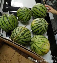 学校哪里可以吃瓜,揭秘学校里的美食乐园  第3张