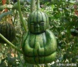 吃瓜网友的特点,网络时代的“旁观者”与“评论家” 第3张 吃瓜网友的特点,网络时代的“旁观者”与“评论家” 第3张